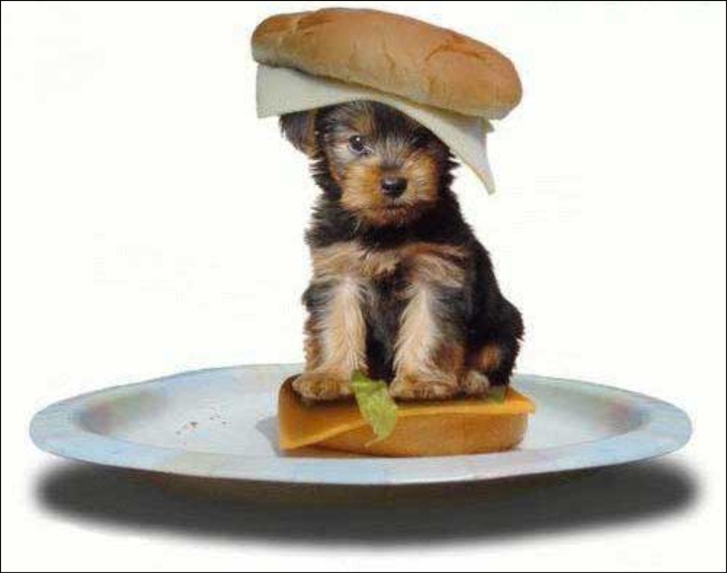 Собака на бутерброде